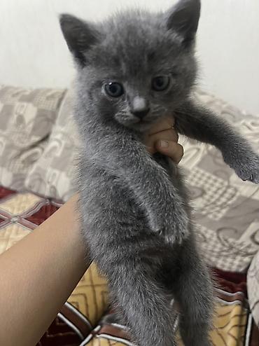хамелеон животные: 🐾 Продаются милые котята! 🐾 Ищут заботливых хозяев 3 котёнка: 🤍 2 — 2