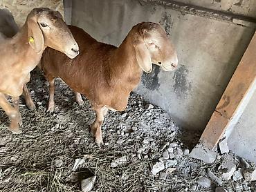 Баран, овца: Продаю | Овца (самка) | Арашан, Гиссарская | Для разведения | Матка, Ягнившаяся — 13