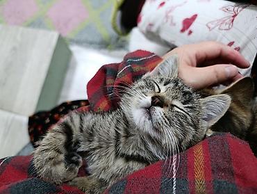 Мышыктар сатылат: Котята — очаровательные малыши с разными окрасами. отдам добрые руки — 10