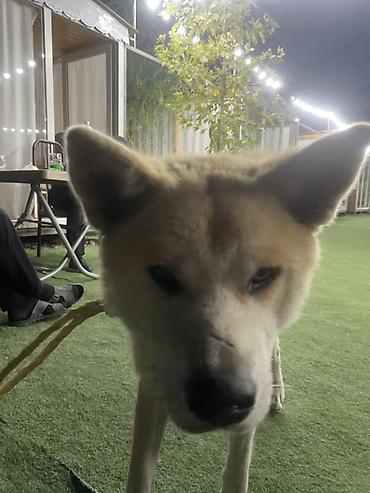 it pekines: Akita-inu — 2