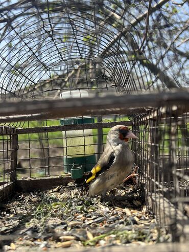 канарейка птица: Продаются седоголовые щеглы 
300 сом один. Есть 10 шт