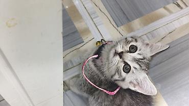 шотландская вислоухая кошка цена в баку: Шиншилла, Самка, В добрые руки, Платная доставка — 7
