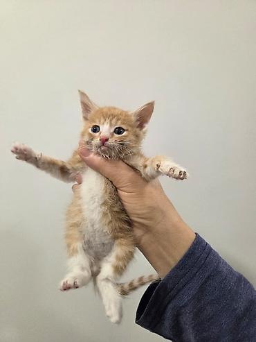 Pişiklər: Yaxşı əllərə — 4