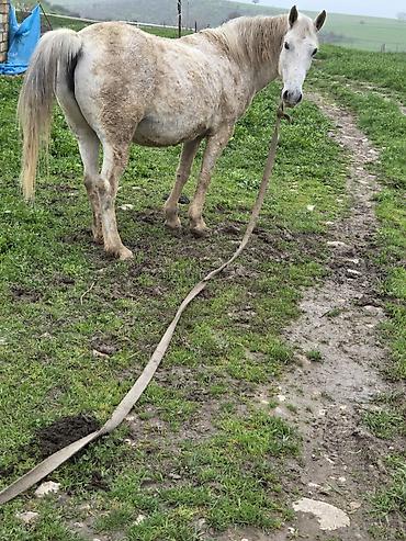 Atlar: Dişi, il: 7 — 11