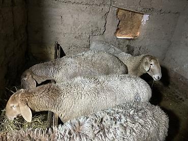 Баран, овца: Продаю | Овца (самка) | Для разведения | Матка — 2