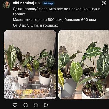Фикусы: Внимание, освобождаю полки. Фикусы, сингониумы, Филодендроны детки — 39