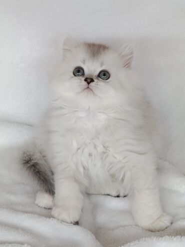 шотландская вислоухая кошка шиншилла: Скотиш Страйт (Шотландская прямоухая), 1 месяц, Мальчик, Серебристая шиншилла