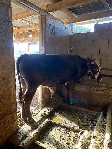 Коровы, быки: Продаю | Бык (самец) | Привязанные — 10