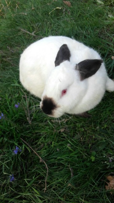 Декоративные кролики: Кролики — 7