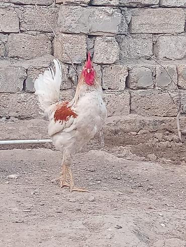 Quşlar: Xoruz cavandi becedi 6-7 ayliqdi — 2