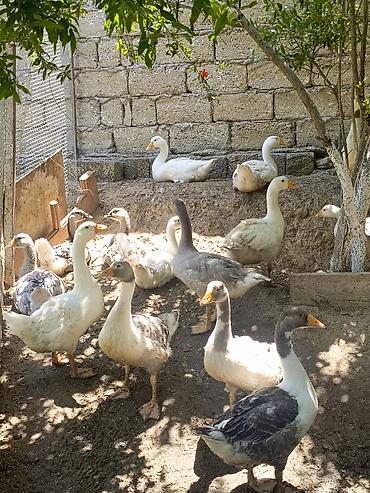 qusarda inek satilir: Salam yerli qazlar 27manat 31dene qazdi emircan — 5