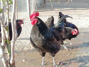 Toyuqlar: Təzə Alman Avstralorp Yumurtaları – Cavan və Sağlam! Yumurtalar -da lalafo.az — 13 Toyuqlar: Təzə Alman Avstralorp Yumurtaları – Cavan və Sağlam! Yumurtalar — 13