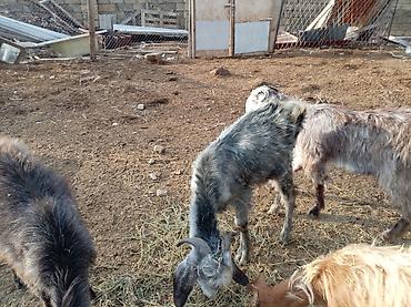 keci sanen: 2 baş hələb çəpişi 1dişi 1erkək.7 aylıqdirlar. Tam sağlam heyvanları — 3