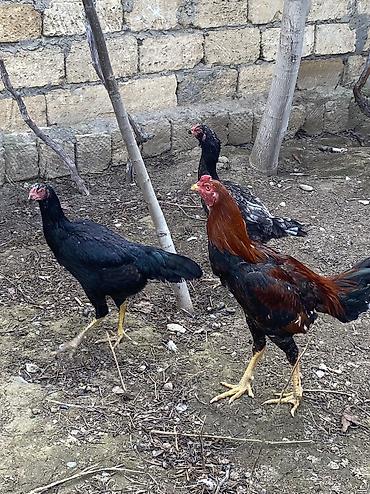 Toyuqlar: Toyuq, Damazlıq, Ödənişli çatdırılma -da lalafo.az — 1 Toyuqlar: Toyuq, Damazlıq, Ödənişli çatdırılma — 1