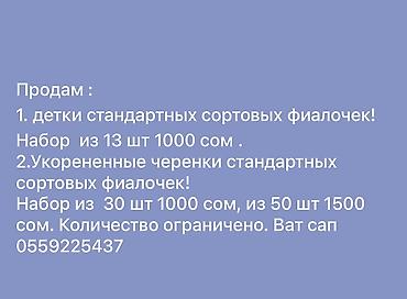 Фиалки и глоксинии: Продам! 1 Детки стандартных сортовых фиалочек. Цена за детку от 80 — 28