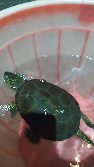 Akvariumlar: Tısbağa 🐢🐢🐢🐢🐢 ünvan, Bakı şəhəri, Nizami metrosu yaxınlığında -da lalafo.az — 16 Akvariumlar: Tısbağa 🐢🐢🐢🐢🐢 ünvan, Bakı şəhəri, Nizami metrosu yaxınlığında — 16