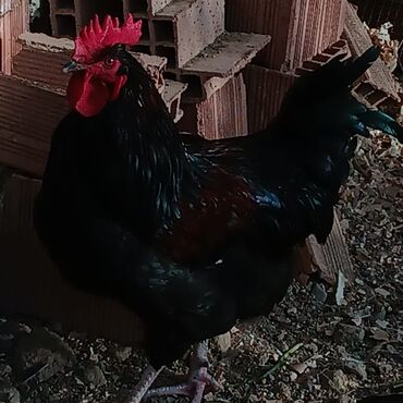 Xoruzlar: Saf qan xətləri olan qara xalli xoruzlar - Rəng: dərin qara, günəşdə — 7