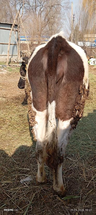 Коровы, быки: Продаю | Тёлка | Для разведения | Нетель — 9