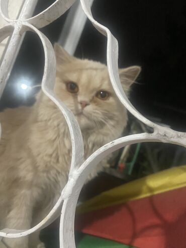 котята отдам: Скотиш Страйт (Шотландская прямоухая), 1 год, Мальчик, Рыжий, С прививками, Приучена к лотку