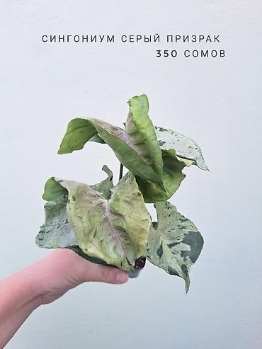 цветы орхидеи: 💚 Комнатные растения (детки/молодые растения). 🪴 Названия и цены — 5