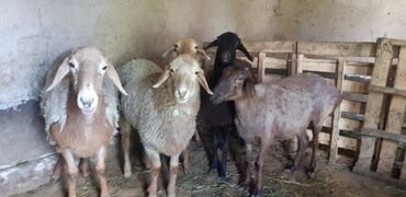 ангорская коза: Продаю | Овца (самка), Баран (самец) | Полукровка | На забой, Для разведения | Осеменитель, Матка