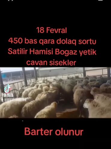 K/t heyvanları və malları: Fevralin 18 450 bas qara dolaq sortu Satilir cavan sisekler bogaz kim