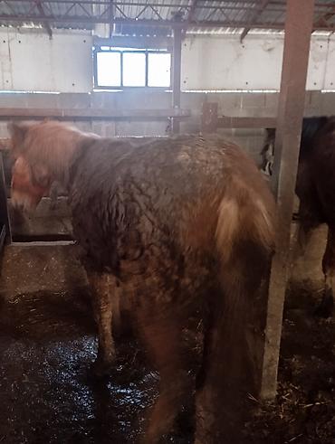 Лошади, кони: Продаю | Жеребенок | Для разведения | Племенные — 5