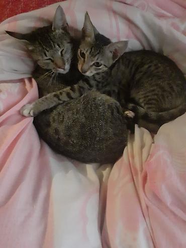 отдать собаку в хорошие руки: Lənkəranda etibarlı əllərə ana bala pişiklər🐈🐈🐈sahibləndirilir.Şirin — 2