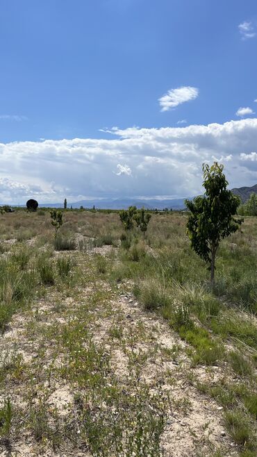 Продажа участков: 600 соток, Для сельского хозяйства, Красная книга, Тех паспорт, Договор купли-продажи — 30