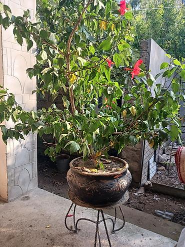 bitki guli: Böyük ölçülü Çin qızılgülü (Hibiskus) – qırmızı çiçəkləyən dekorativ — 2