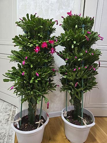 Декабристы: Зигокактус (рождественник, шлюмбергера) штамбовой формы в горшке. - — 13