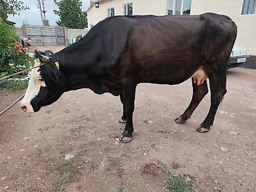 бычки 7 8 месяц: Продаю | Корова (самка) | Для молока — 2