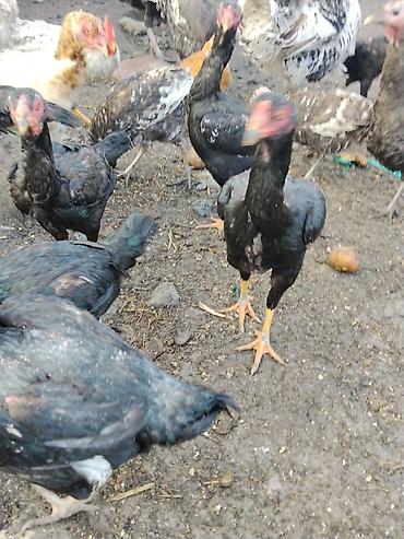 Другие с/х животные: Продаются сельскохозяйственные птицы смешанного поголовья для — 13
