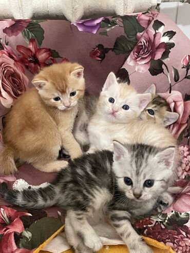 Коты: Продаются шотландские котята) Родились 10.05.24 фото родителей