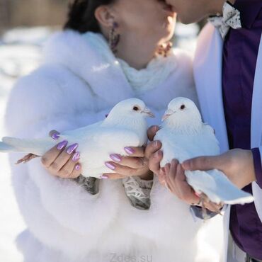 птица голуби: Белые голуби на свадьбу, последний звонок.Доставка бесплатно.белые