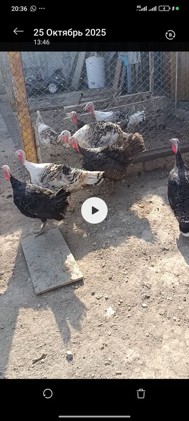 продажа щенков немецкой овчарки в бишкеке с документами: Продаю | Петух