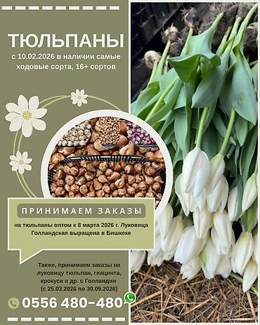 Букеты из живых цветов: Принимаем заказы на тюльпаны оптом к 8 марта на 2026г. Луковица — 1