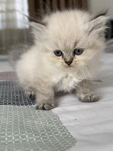 siam pisik: Erkək, Dişi — 8