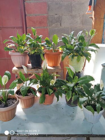 Декоративные цветы: Продаю: 1. Золотой Ус, большой. Цена за один корень 650 сом. — 14