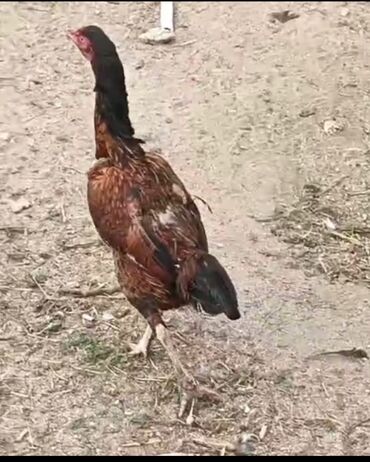 sort keçi: Cut heyrati . fere yumurtayir ela İran sortudu. cut qiymeti ⁶⁰m