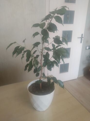 продам фикус бенджамина: Tünd yaşıl fikus