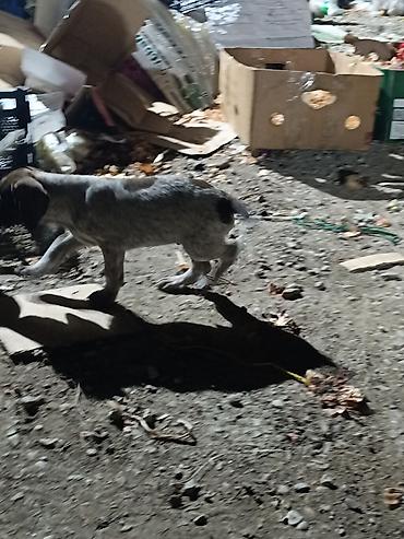 İtlər: Məhsul: ov iti balası atası anası turaca kəklikə qırqovula gücli — 8
