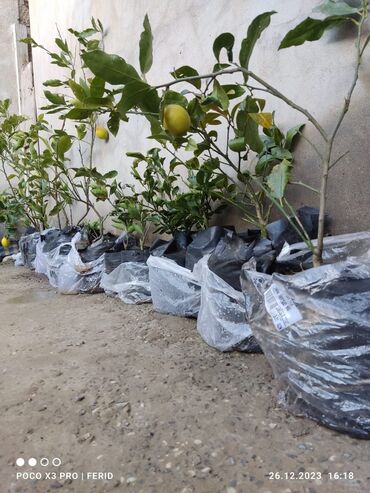 Bitki kökləri: Ağaclar satışı Limon Apersin Mandalin Kinkan Palma fexu isdeyen yazsın