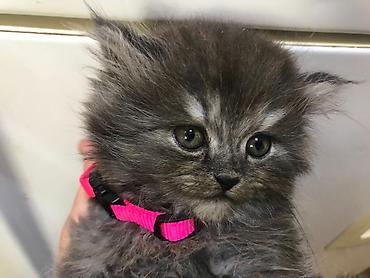 Pişiklər: Şotland yastı qulaq, Erkək, Dişi, Yaxşı əllərə, Rayonlara çatdırılma, Pulsuz çatdırılma, Ünvandan götürmə — 10