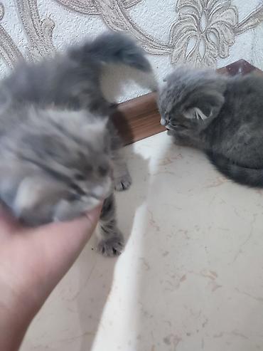 pitomnik temir: Шотландские вислоухие котята (Scottish Fold) Описание: - — 3