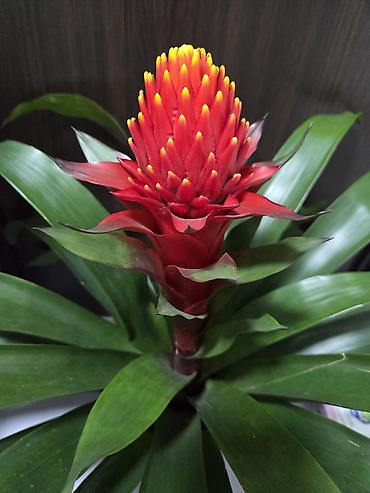 Пальмы: Хамедорея изящная (комнатная пальма) - В наличии взрослые кусты в — 25