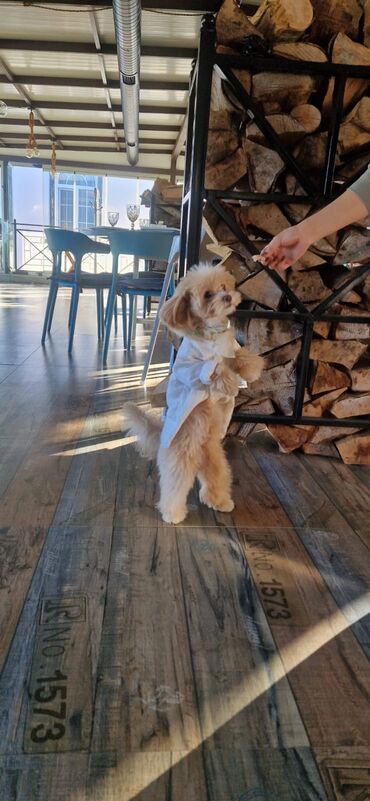 İtlər: 2 ay, Erkek, Peyvəndli, Ünvandan götürmə — 8