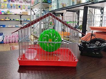 Gəmiricilər: Xamyak cunqarik bir cut ag vəya boz: Bir qəfəs bir kq yem iki aylıq — 7