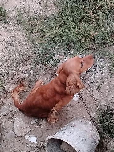 ingilis setteri it cinsinin digər adı nədir: Koker spaniyel — 4