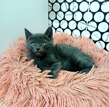 Продажа кошек: Скотиш Страйт (Шотландская прямоухая), 2 месяца, Девочка, Голубой — 2